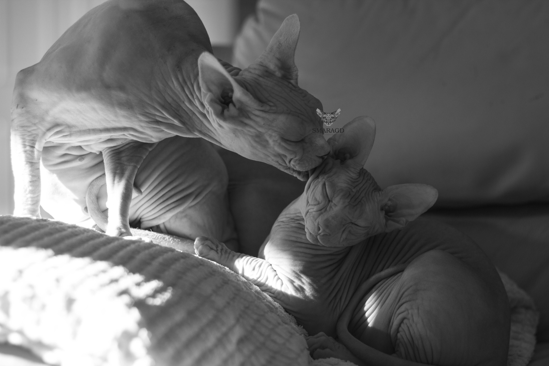 ♥